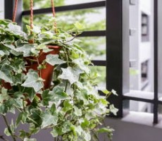 Which Plants Help Clean the Air?