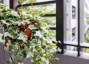 Indoor Plants That Purify the Air