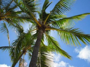 Hawaii Adopts Renewable Energy