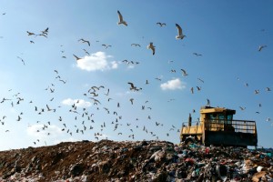 How to reduce landfill waste