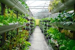 What Is Vertical Farming? | Sustainable Agriculture Facts